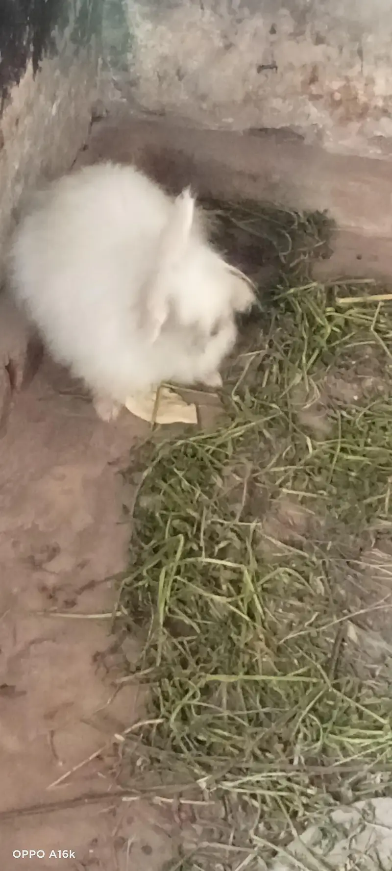 Persian male cat — photo 3