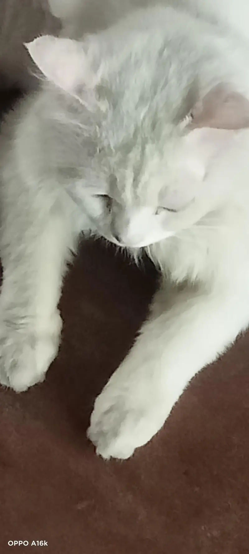 Persian male cat — photo 4