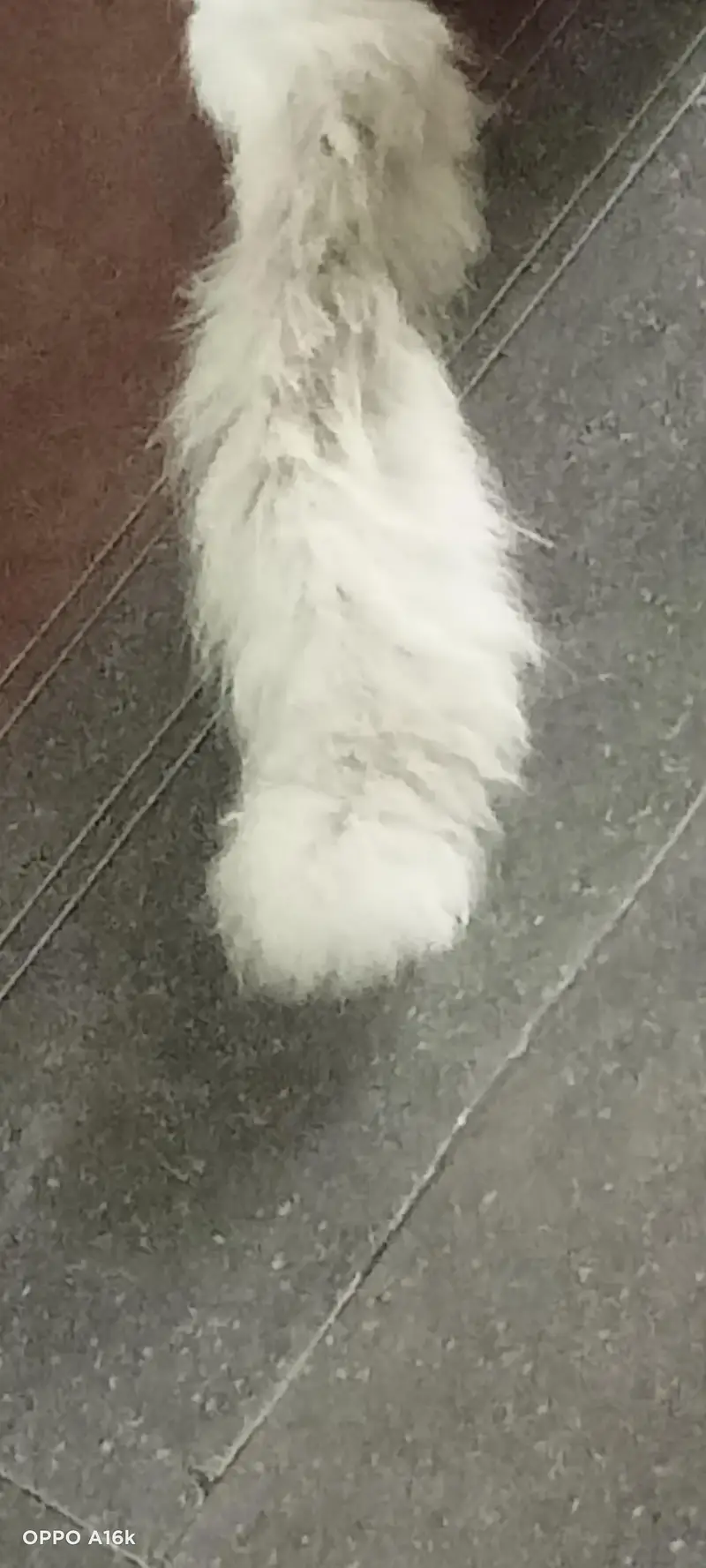 Persian male cat — photo 5