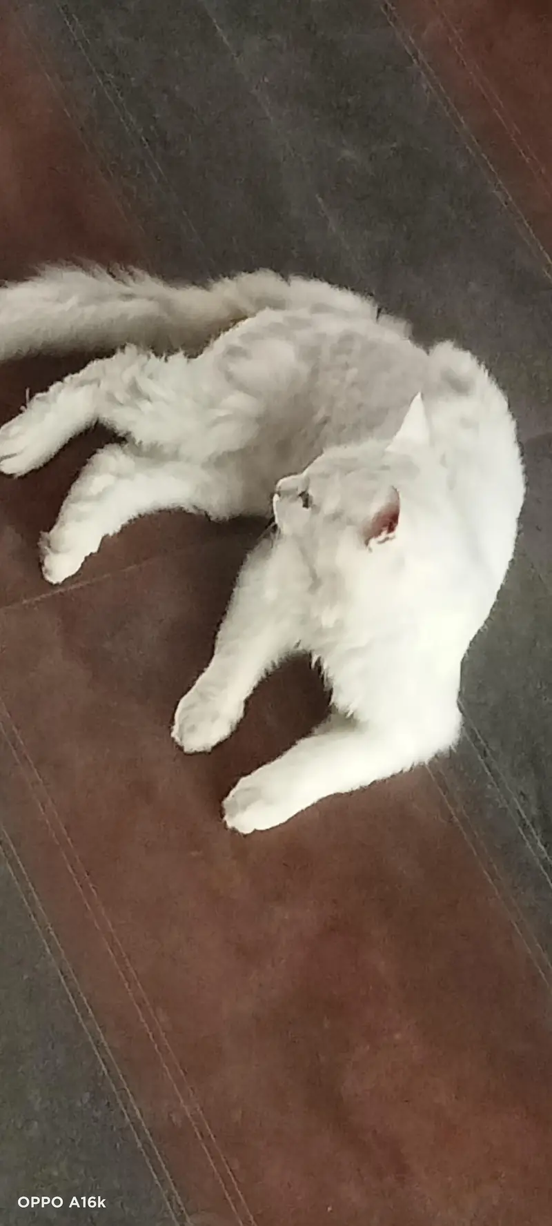 Persian male cat — photo 6