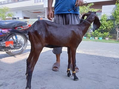 Nagri path pakii kheeri goat achi nasal me