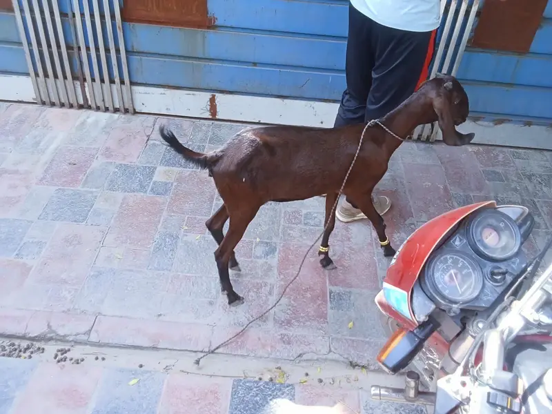 Nagri path pakii kheeri goat achi nasal me — photo 2