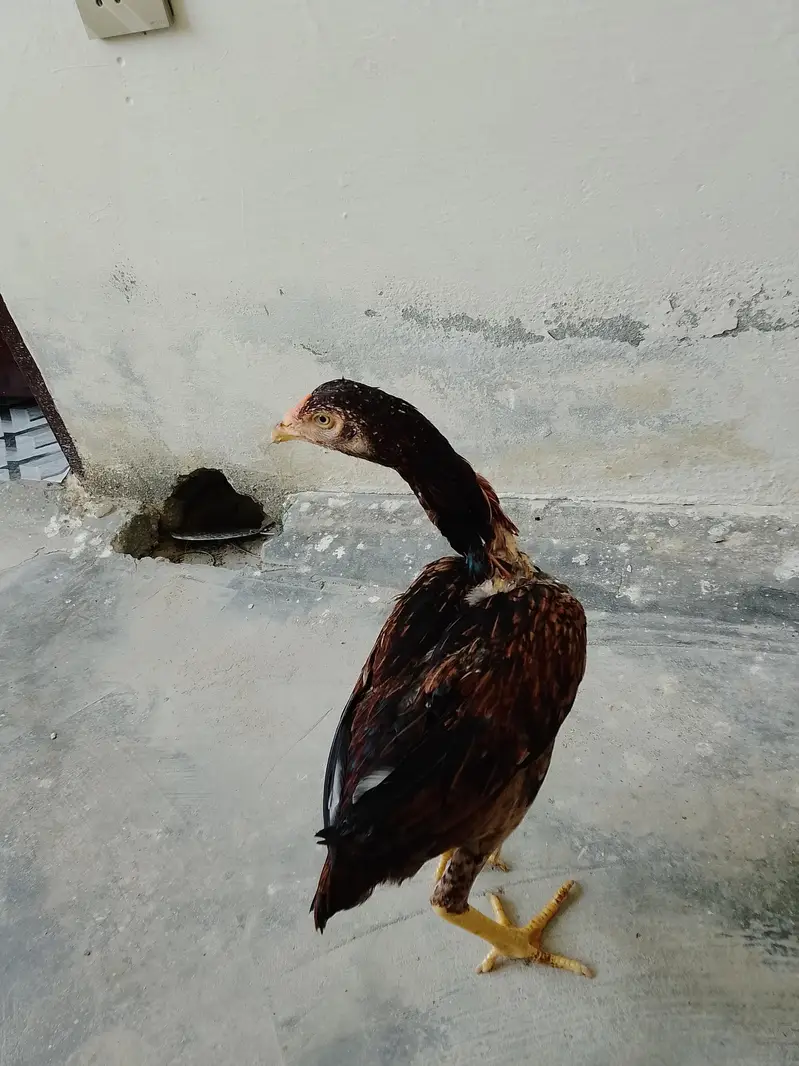 aseel madi for sale — photo 2
