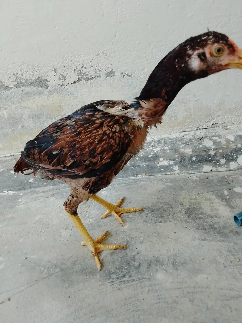 aseel madi for sale — photo 3