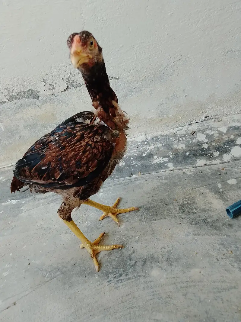 aseel madi for sale — photo 4