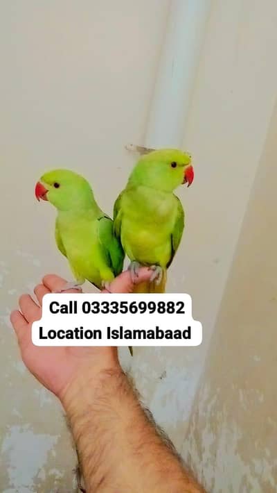 Single 5,500 Hand Tamed Friendly Green Ring Neck Parrot's Male/Female