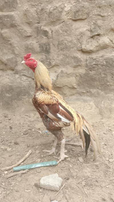 Kahuta