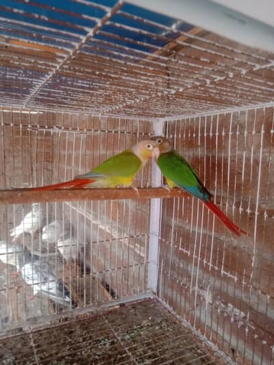 yellow sided male aur pineapple male Conor breeder pair