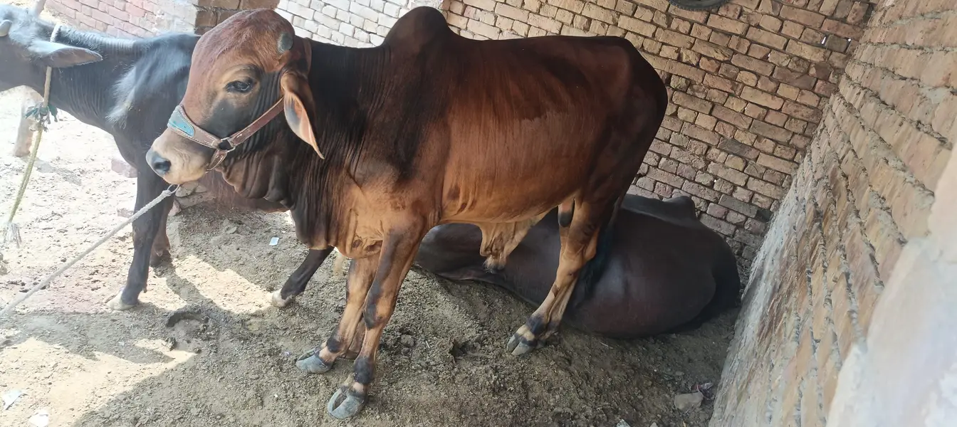 bull sale Desi — photo 2