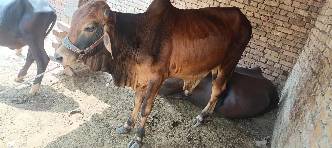 bull sale Desi — photo 3
