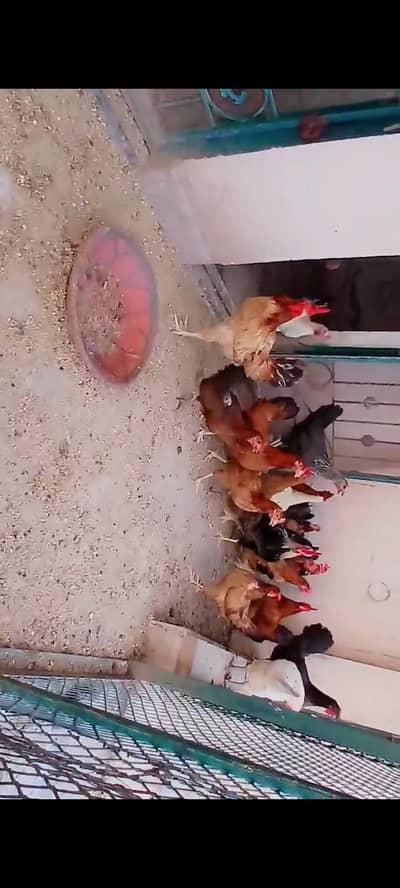 egg laying