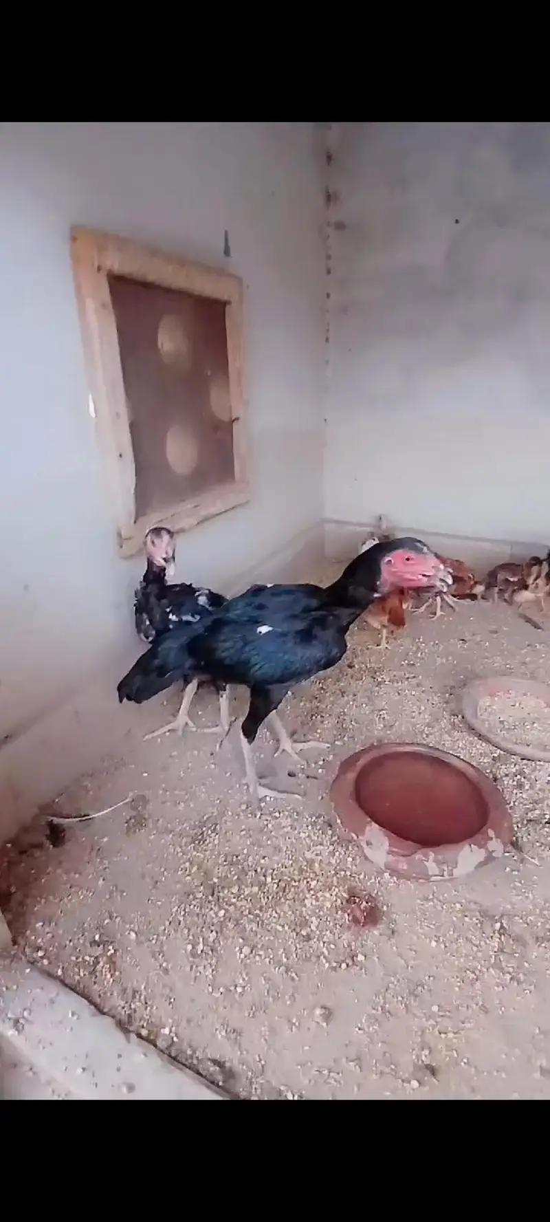 egg laying — photo 2