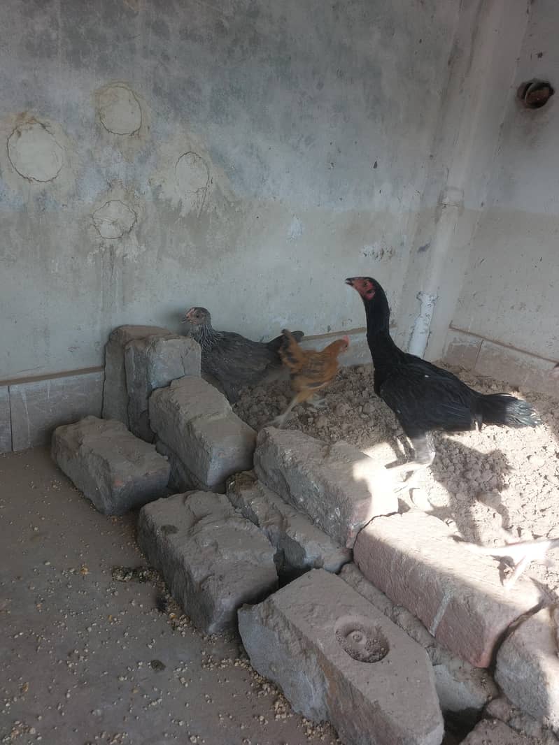 egg laying 2