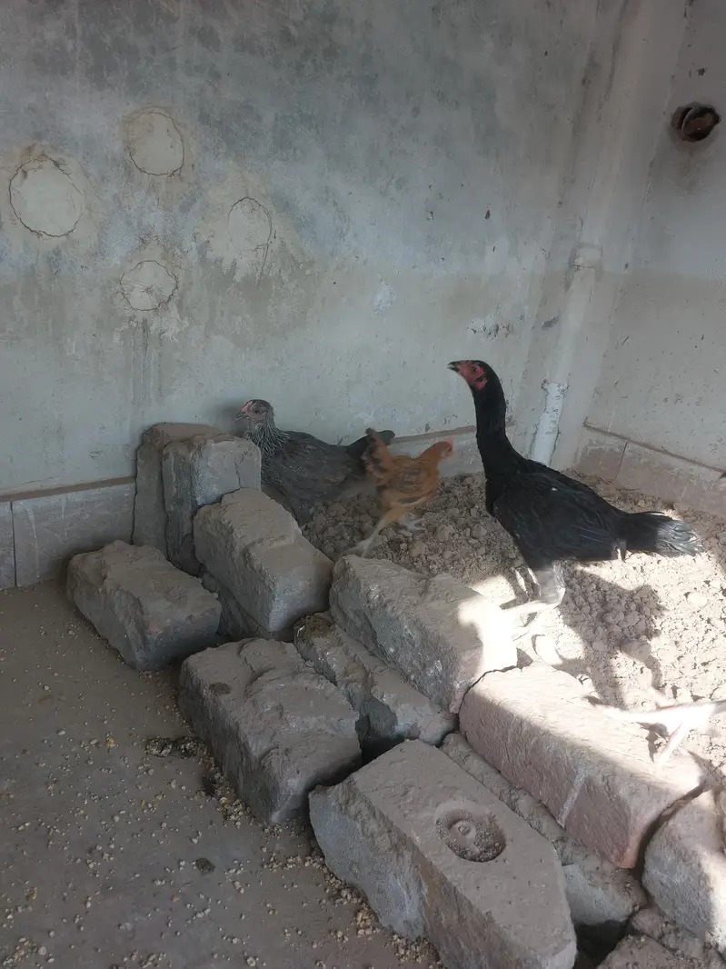 egg laying — photo 3
