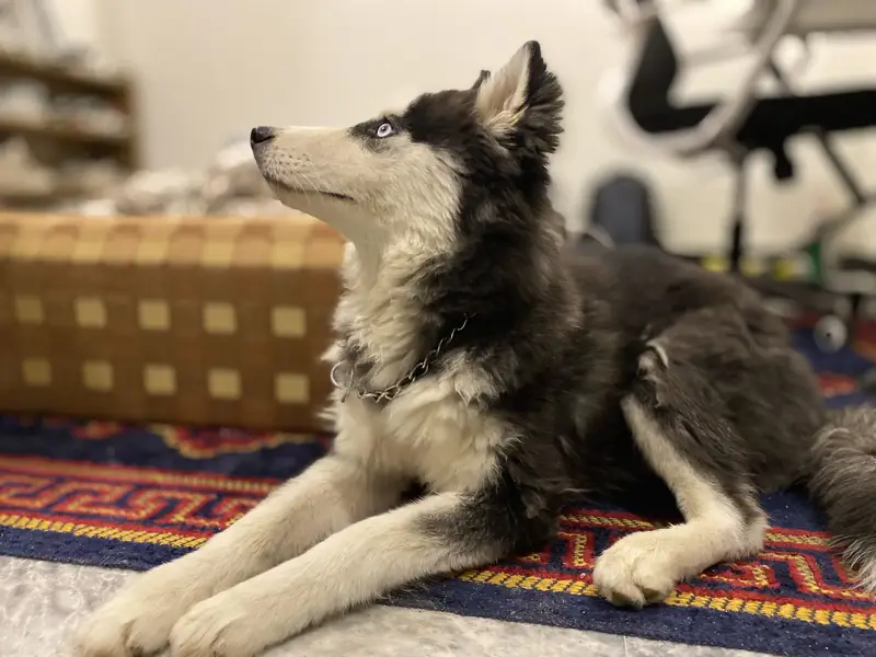 Siberian Husky Blue Eyes — photo 2