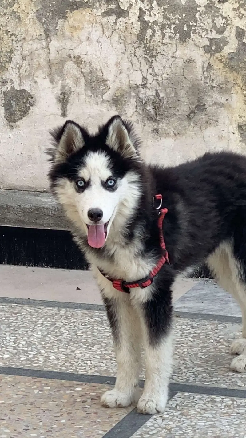 Siberian Husky Blue Eyes — photo 3