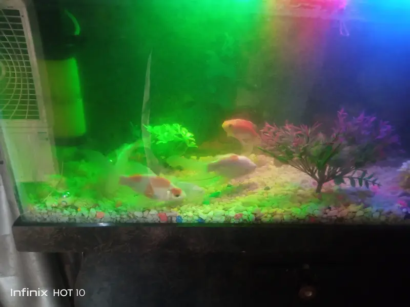 Complete 2 aquarium set up for sale with fishes with all accessories