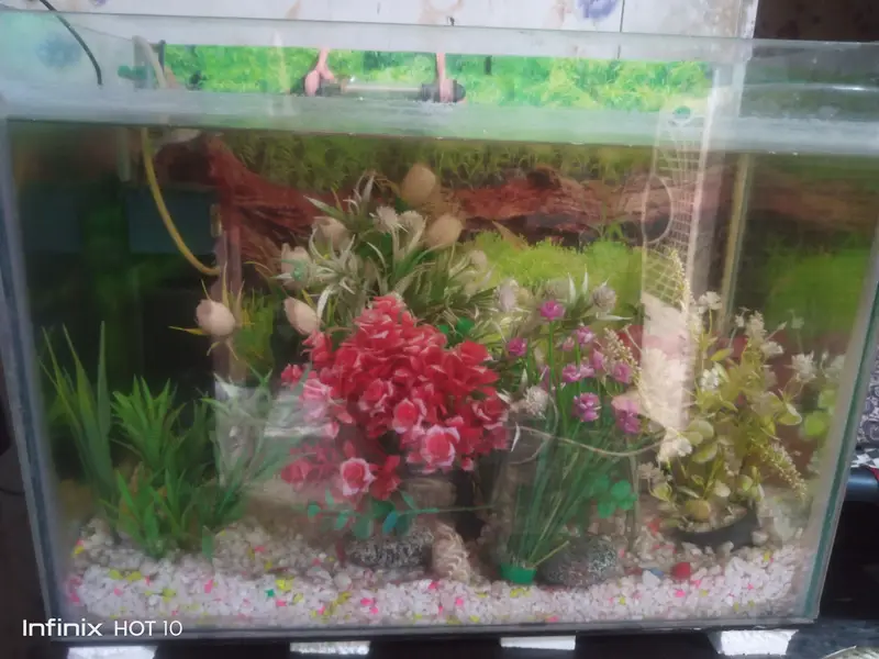 Complete 2 aquarium set up for sale with fishes with all accessories — photo 3