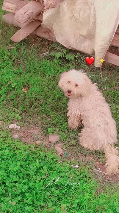 dog sale krna ha