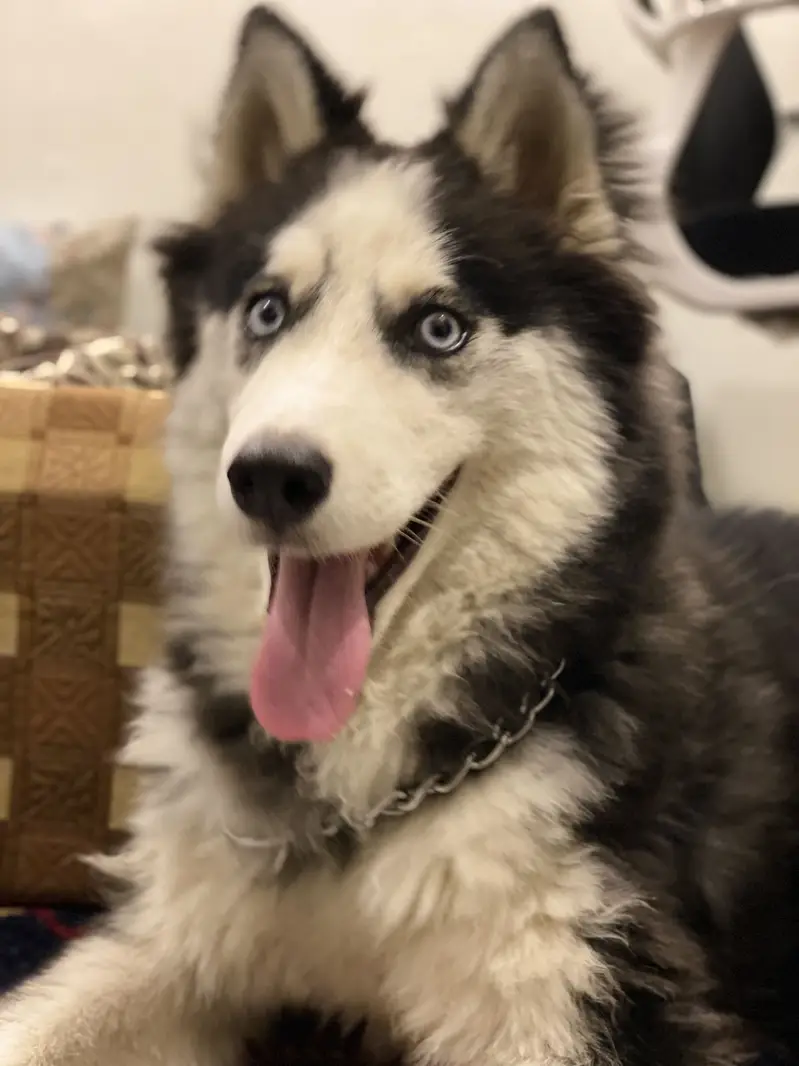 Siberian Husky Blue Eyes — photo 4