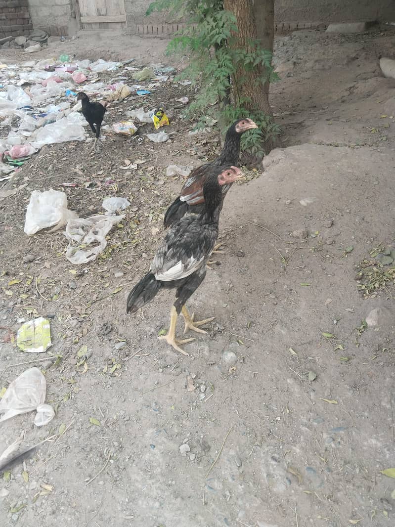 25اصیل پٹھے میل فی میل 0