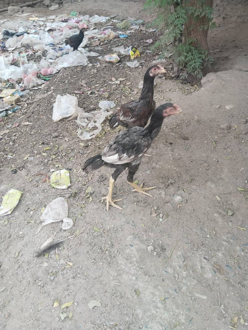 25اصیل پٹھے میل فی میل 1
