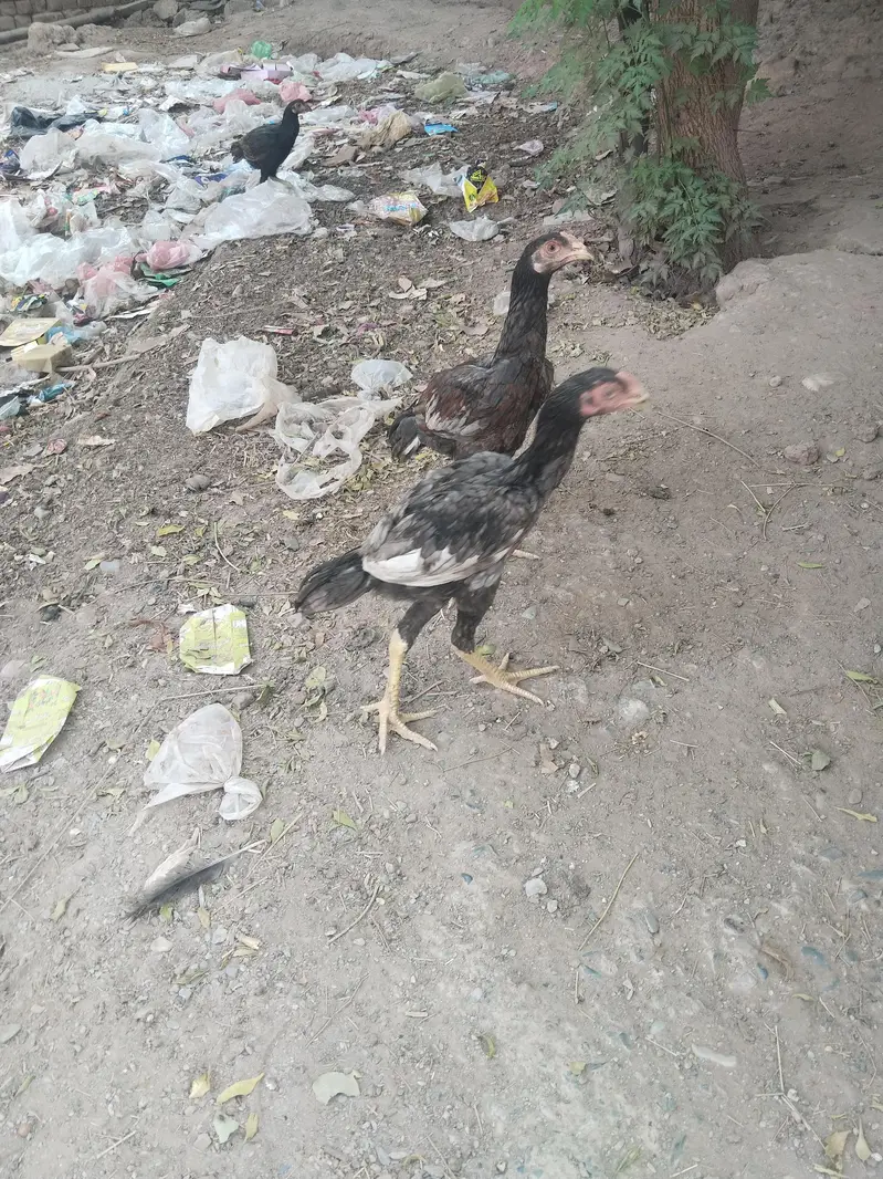 25اصیل پٹھے میل فی میل — photo 2