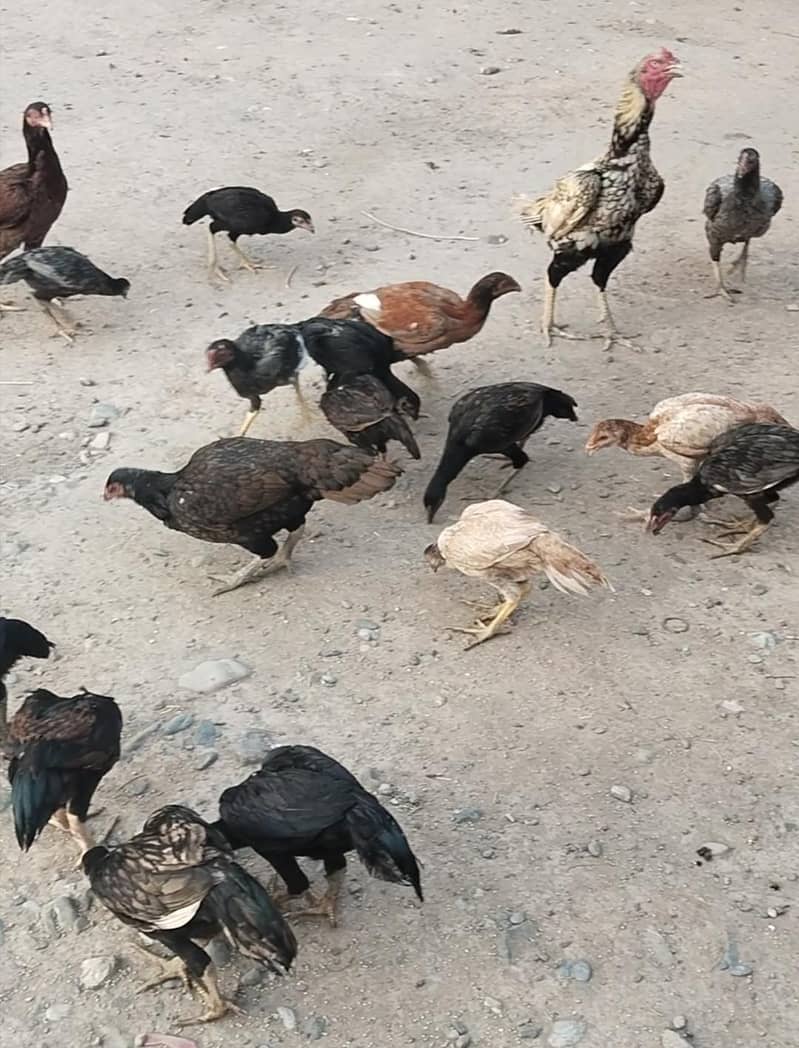 25اصیل پٹھے میل فی میل 2