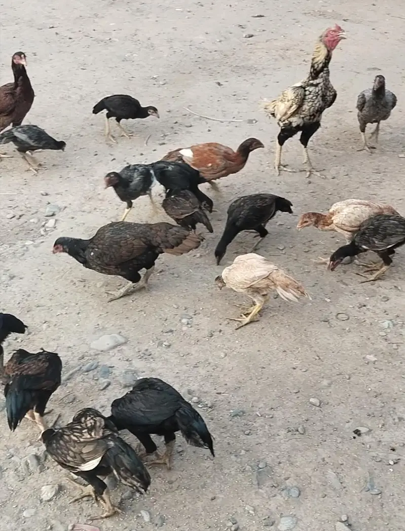 25اصیل پٹھے میل فی میل — photo 3