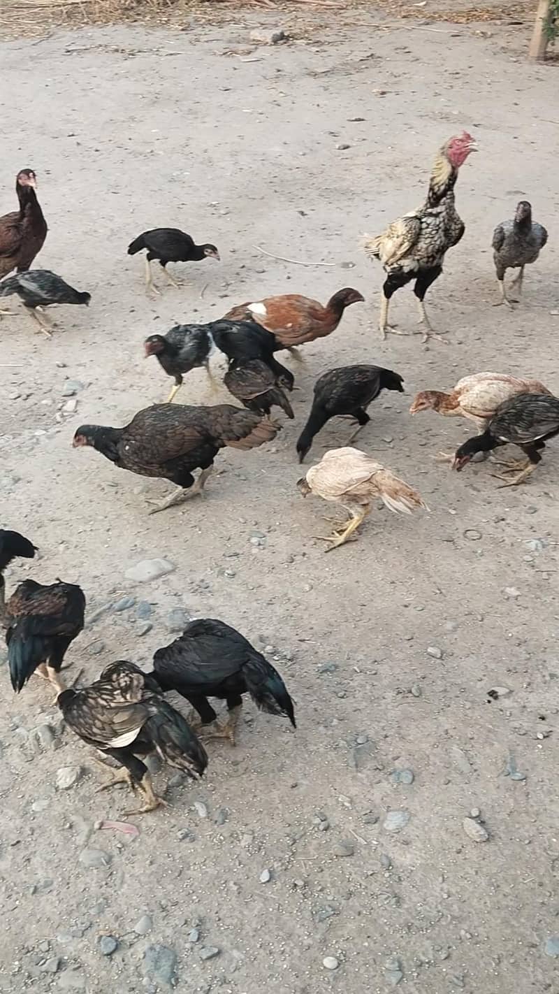 25اصیل پٹھے میل فی میل 3