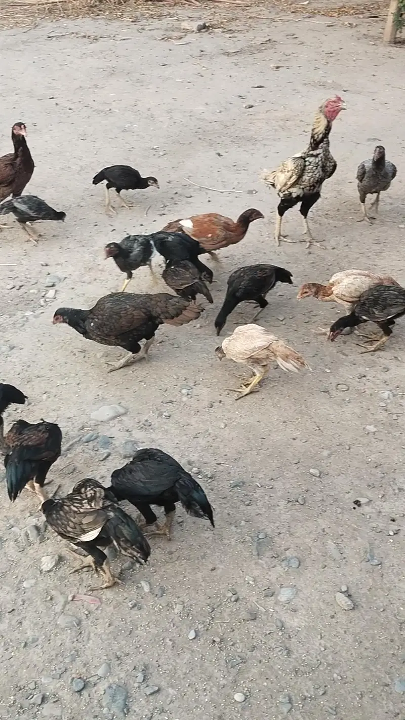 25اصیل پٹھے میل فی میل — photo 4