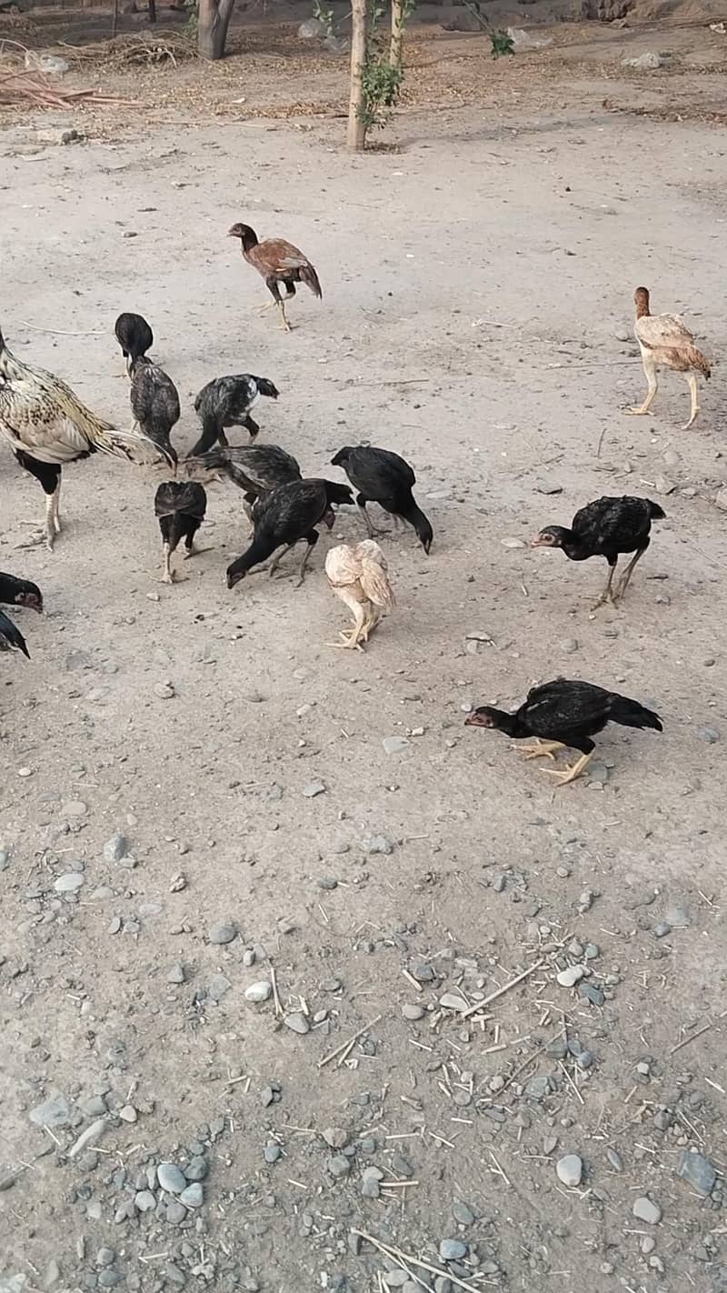25اصیل پٹھے میل فی میل 4