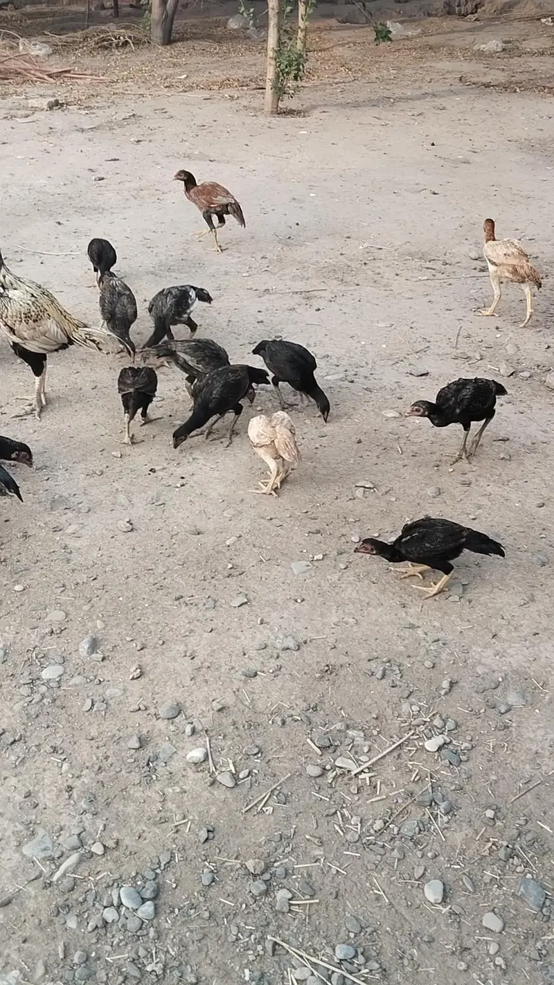 25اصیل پٹھے میل فی میل — photo 5