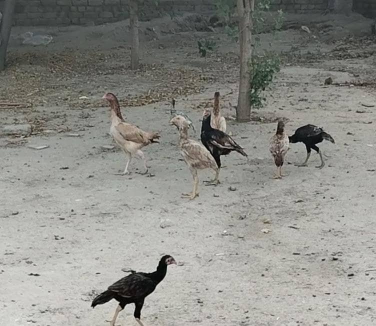 25اصیل پٹھے میل فی میل 5