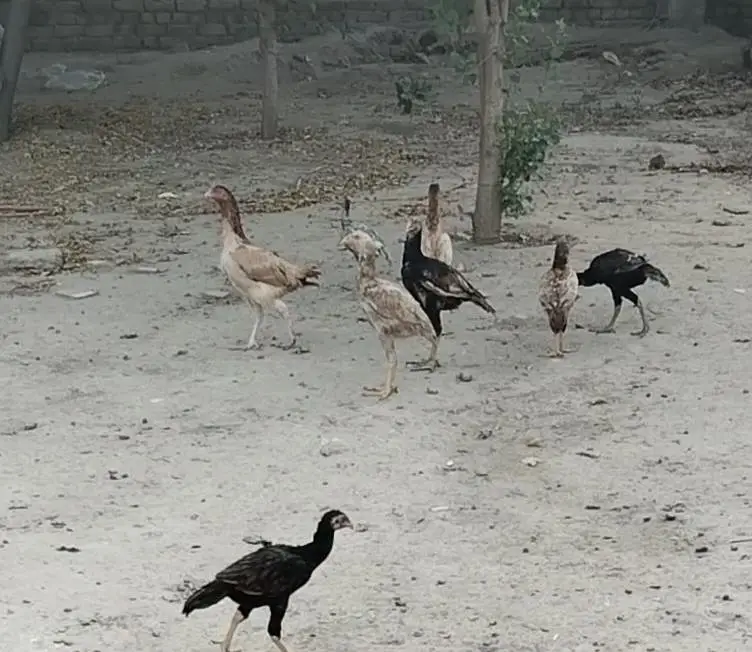 25اصیل پٹھے میل فی میل — photo 6