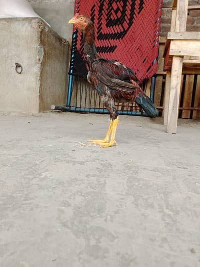 wappsapp no 03703902585