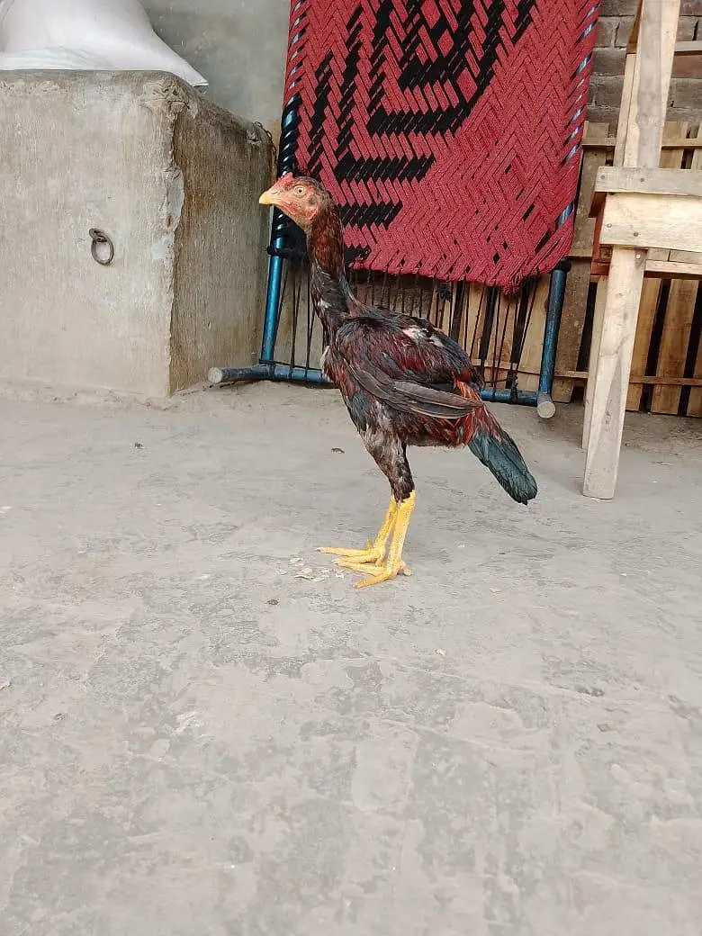 wappsapp no 03703902585 — photo 2
