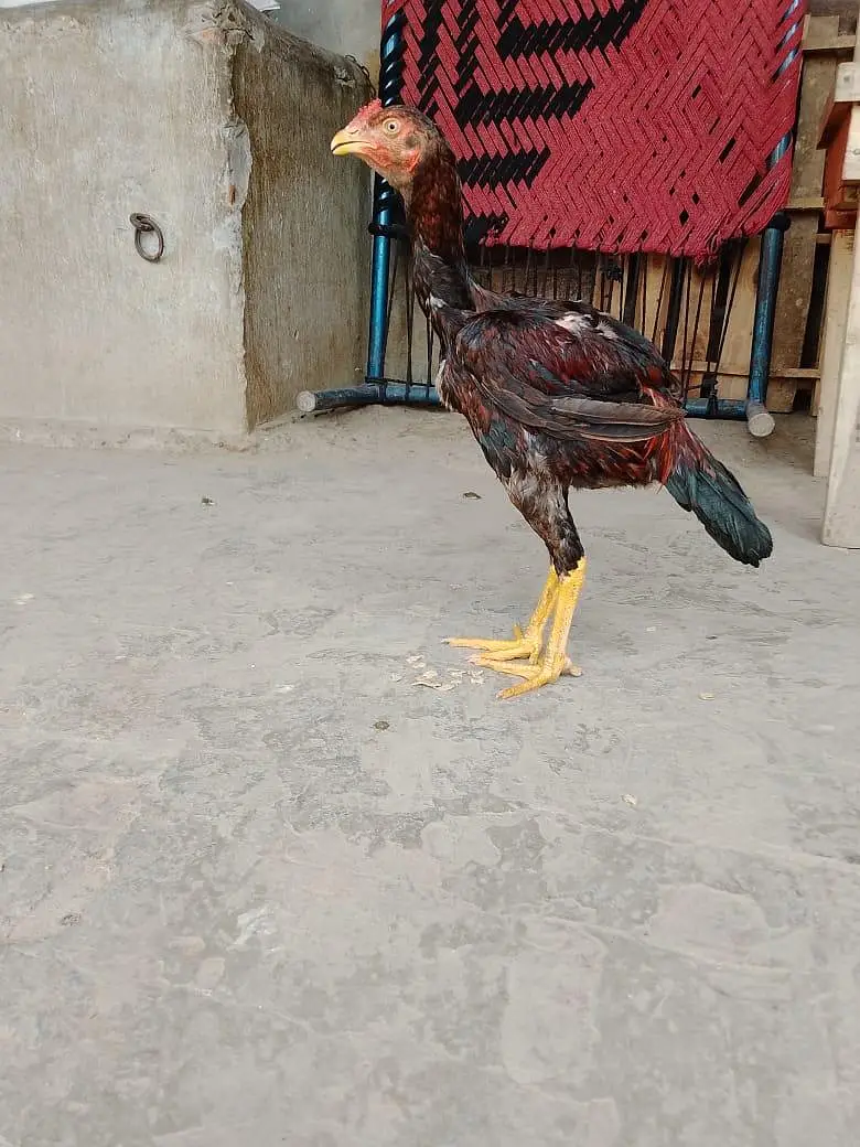 wappsapp no 03703902585 — photo 3