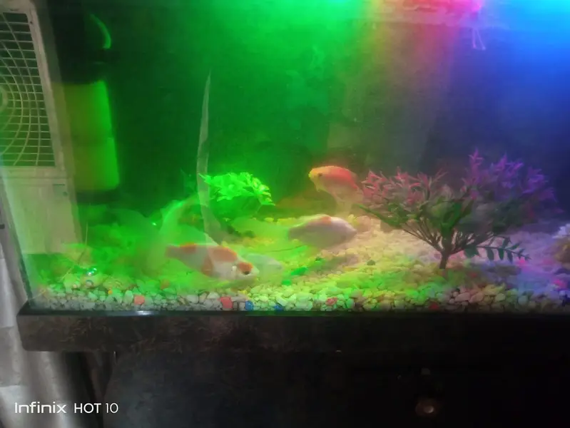 2 Aquarium Setups for Sale - 3.5 Feet (with Koi) & 2 Feet (with Guppie