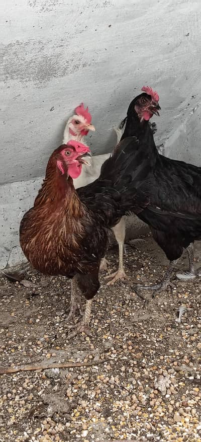Healthy and Active Egg laying Hens for sale