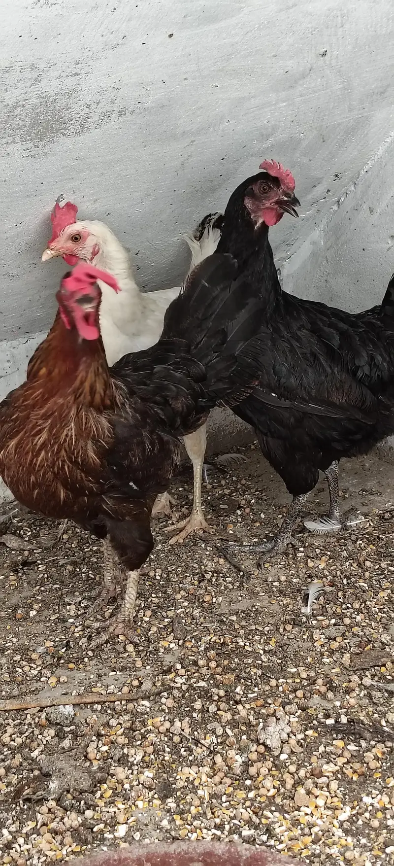 Healthy and Active Egg laying Hens for sale — photo 2