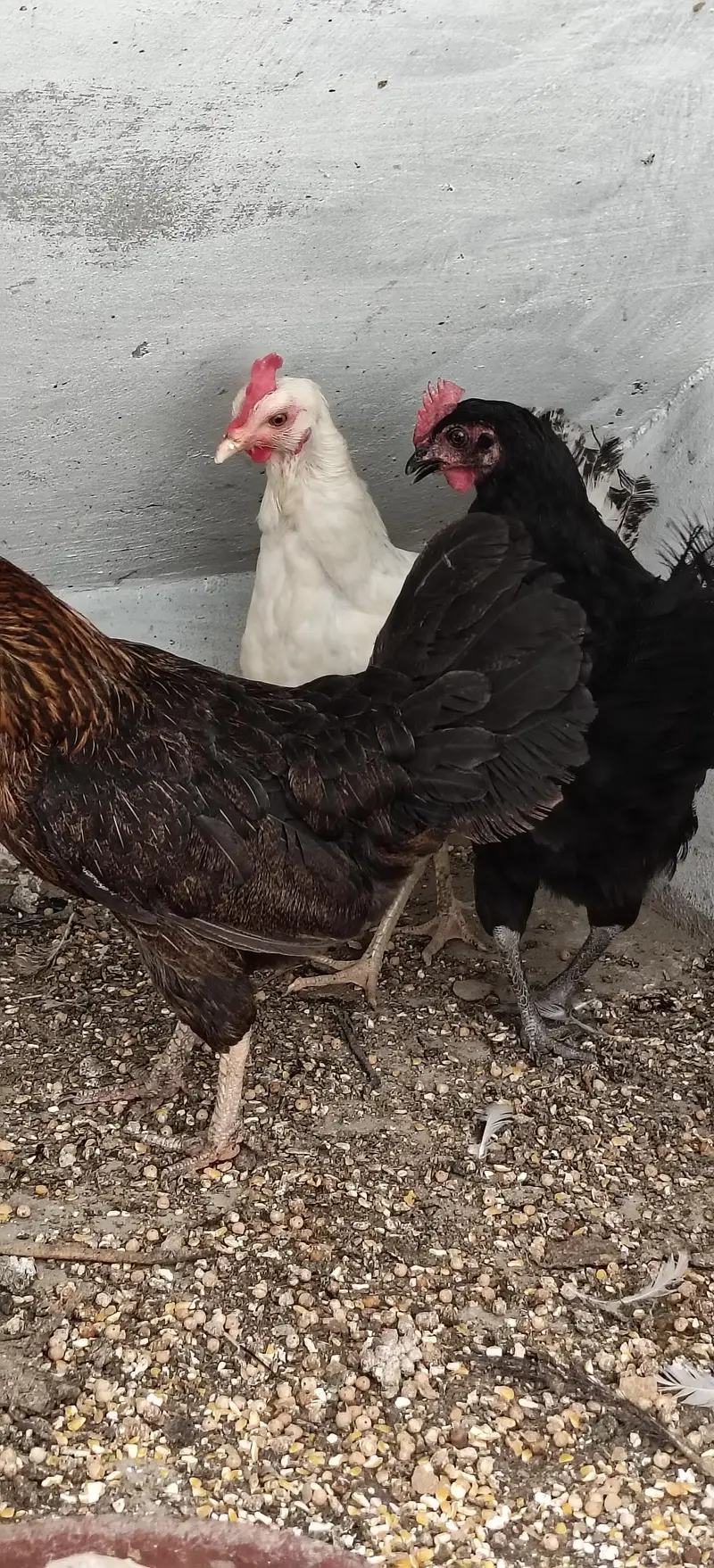 Healthy and Active Egg laying Hens for sale — photo 3