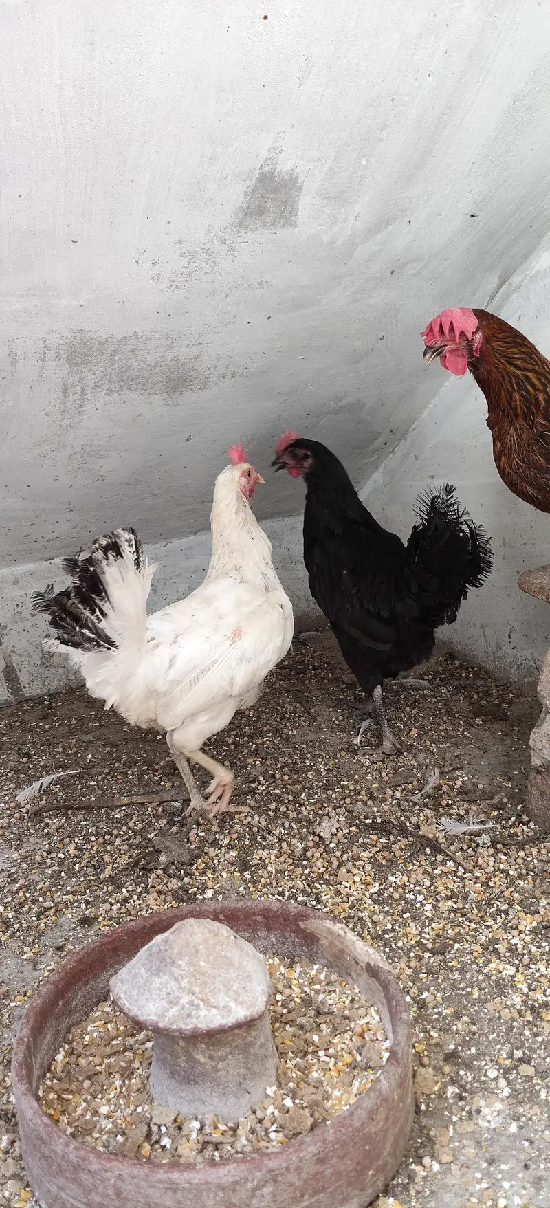Healthy and Active Egg laying Hens for sale — photo 4