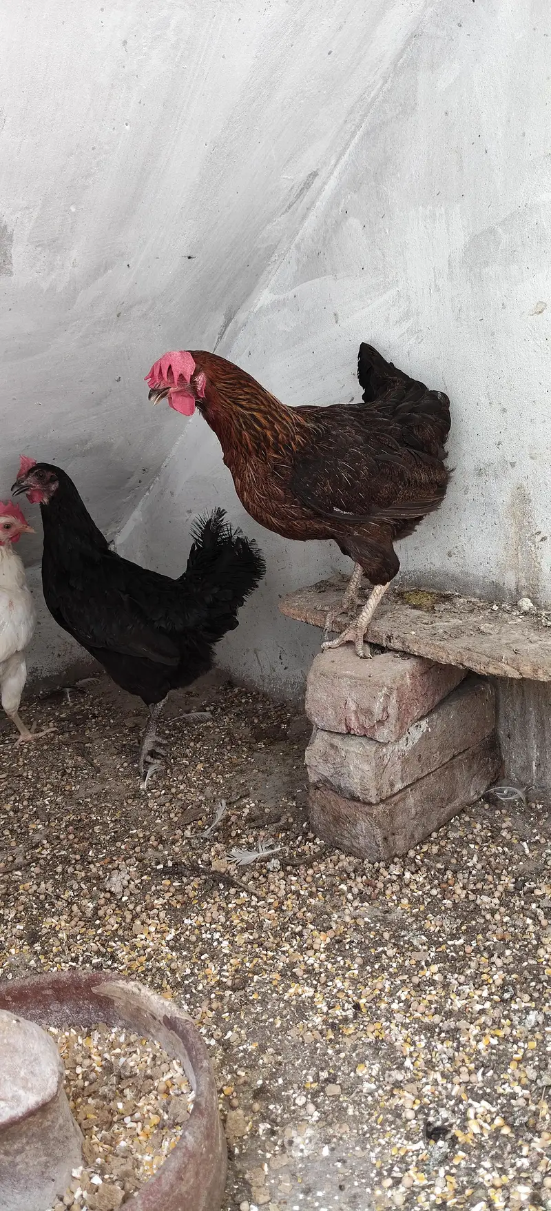 Healthy and Active Egg laying Hens for sale — photo 5