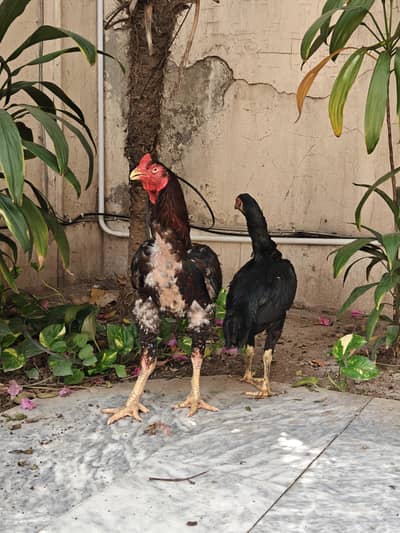 Pakistani Aseel male , Pakoye cross female