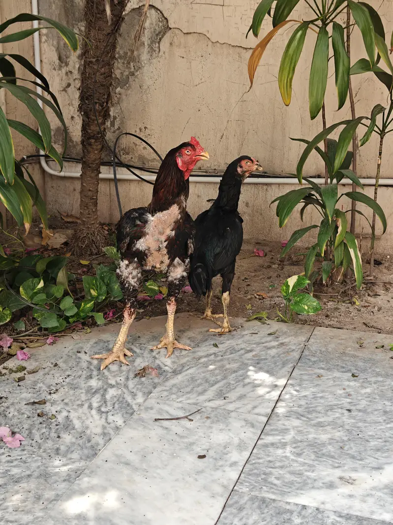 Pakistani Aseel male , Pakoye cross female — photo 2