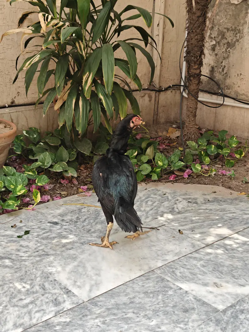 Pakistani Aseel male , Pakoye cross female — photo 3