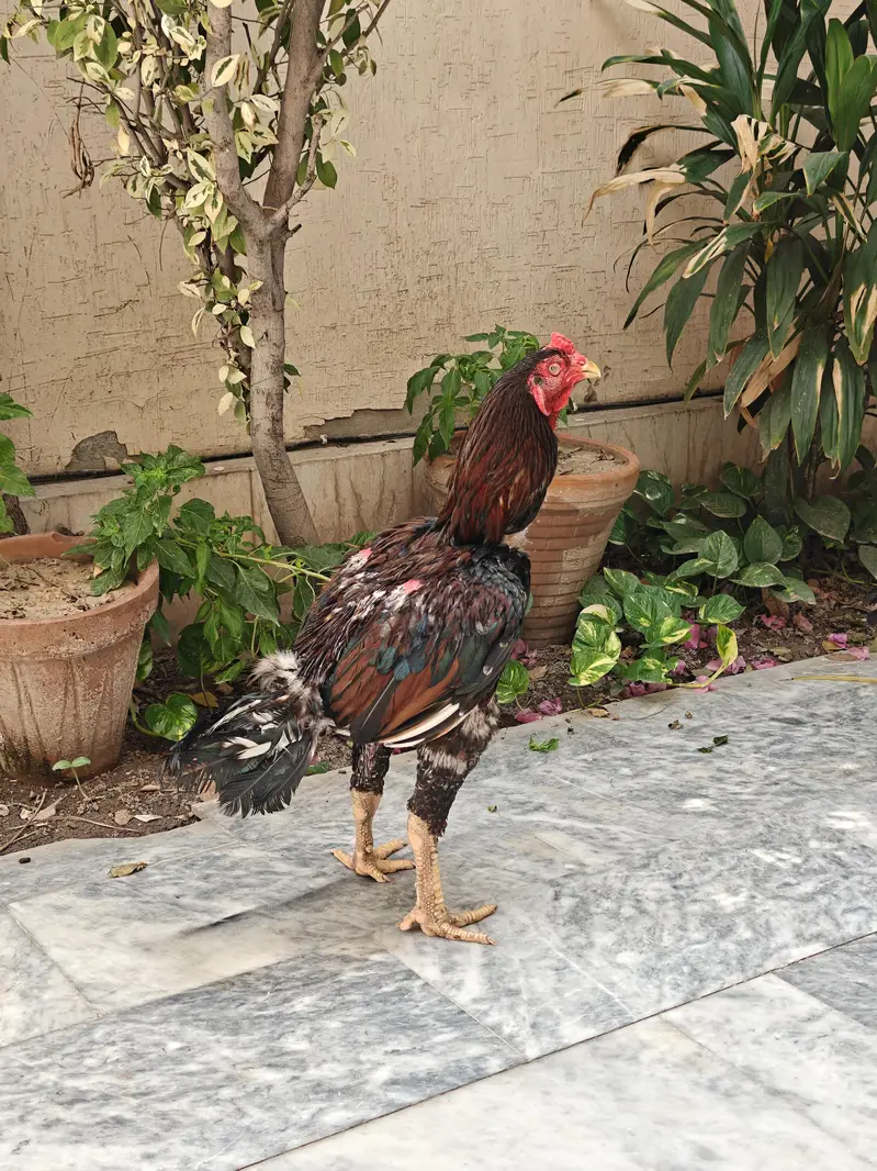 Pakistani Aseel male , Pakoye cross female — photo 4