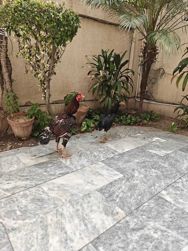 Pakistani Aseel male , Pakoye cross female — photo 5