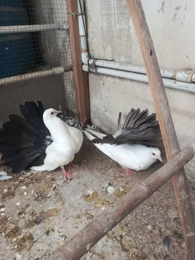 young laka pair / breeder swallow pair available for sale. .